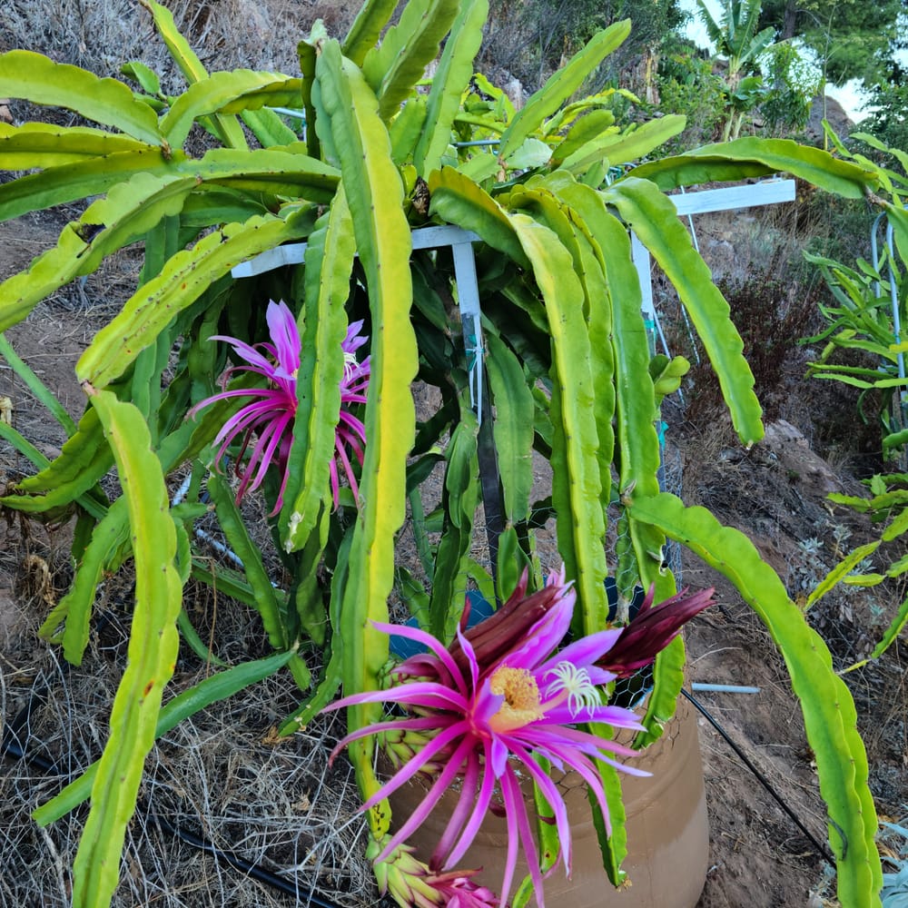 Asunta 3 Dragon Fruit: Fast Growth, Deep Purple Flesh