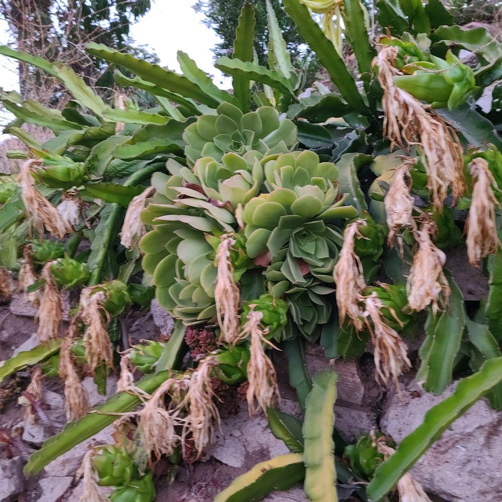 American Beauty Dragon Fruit: Flavor, Growth, Care