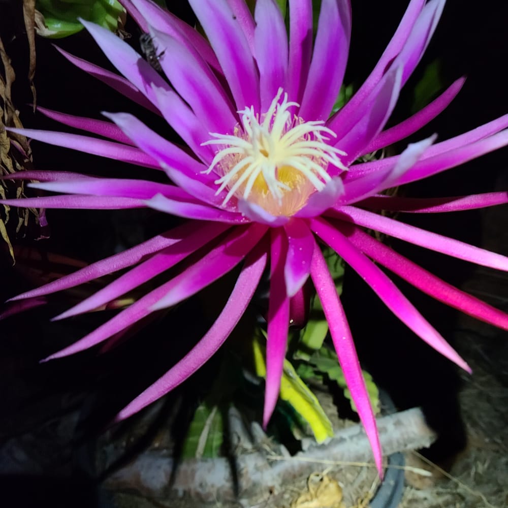 Connie Mayer Dragon Fruit: Taste, Pollination & Facts