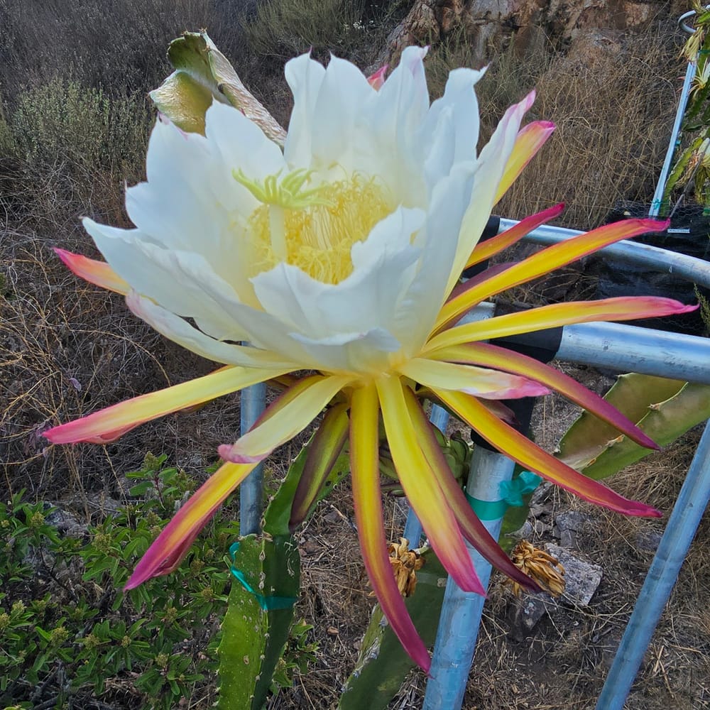Country Roads Dragon Fruit: The Self-Sterile Red