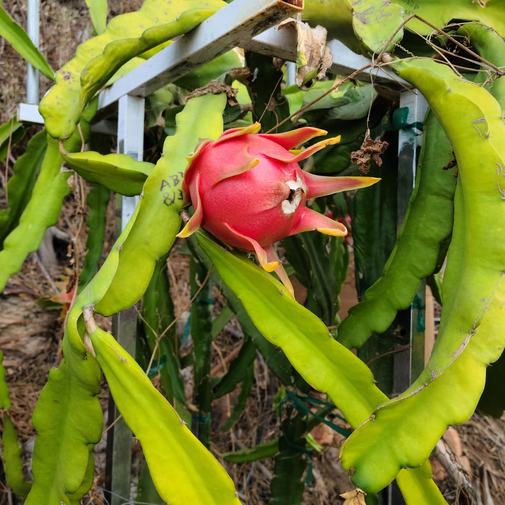 Dark Star Dragon Fruit: Sweet Purple Variety Guide