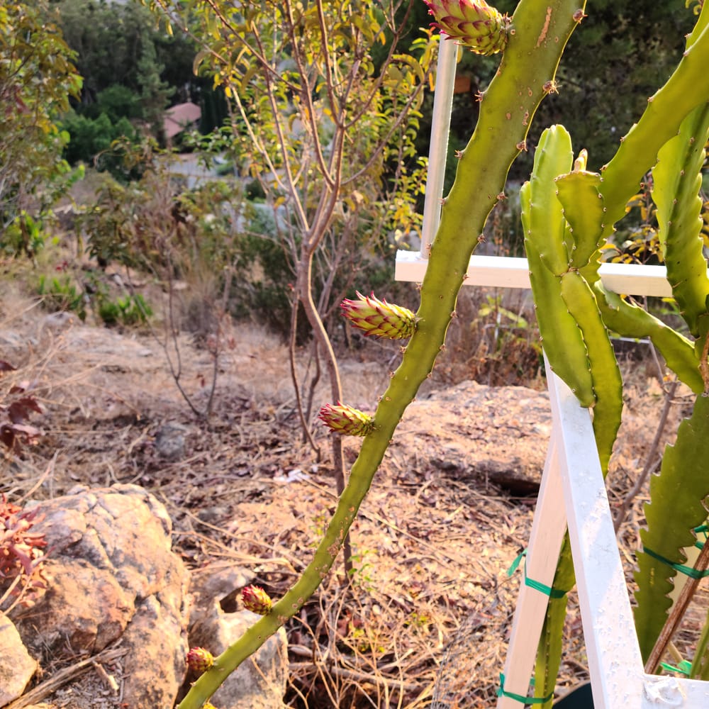 Frankie's Red Dragon Fruit: Sweet Red Variety Guide