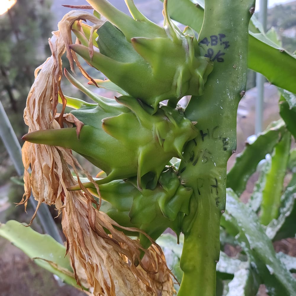 Hana Dragon Fruit: Sweet Melon Flavor & Fast Growth