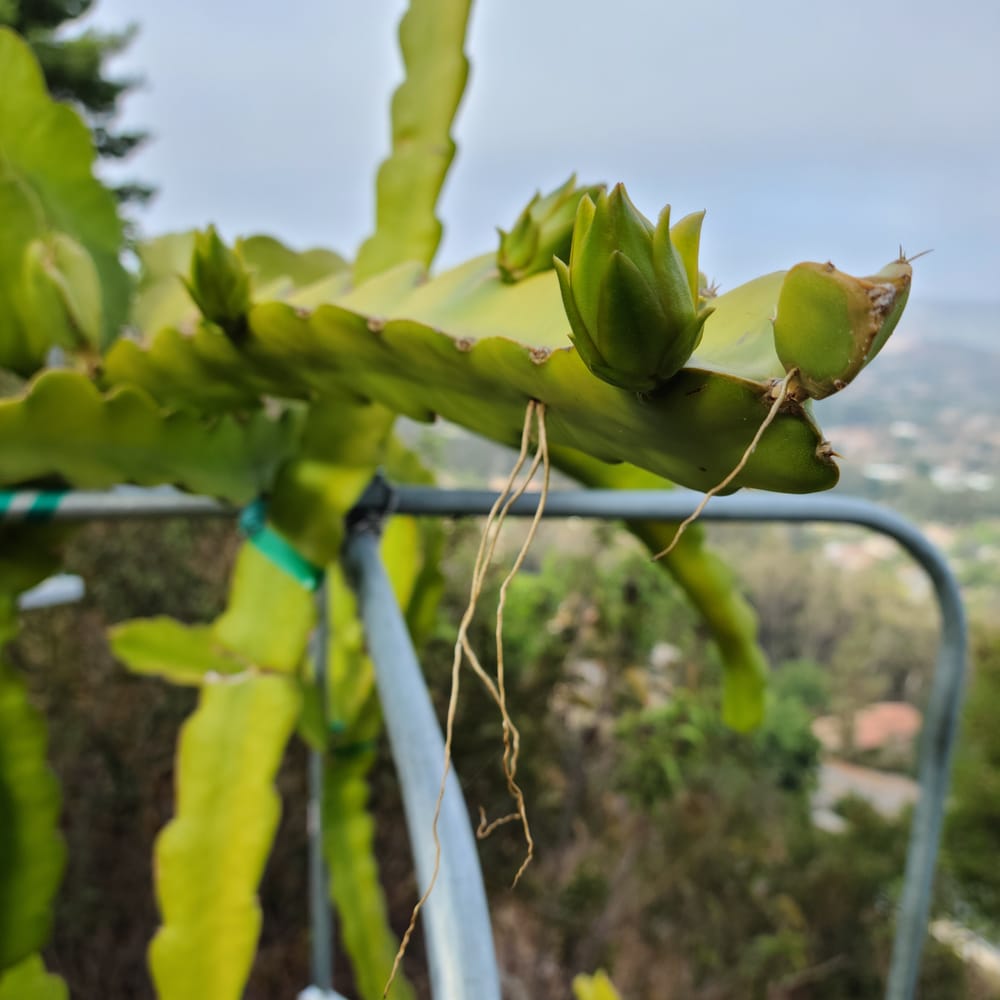 Halley's Comet Dragon Fruit Guide for Growers