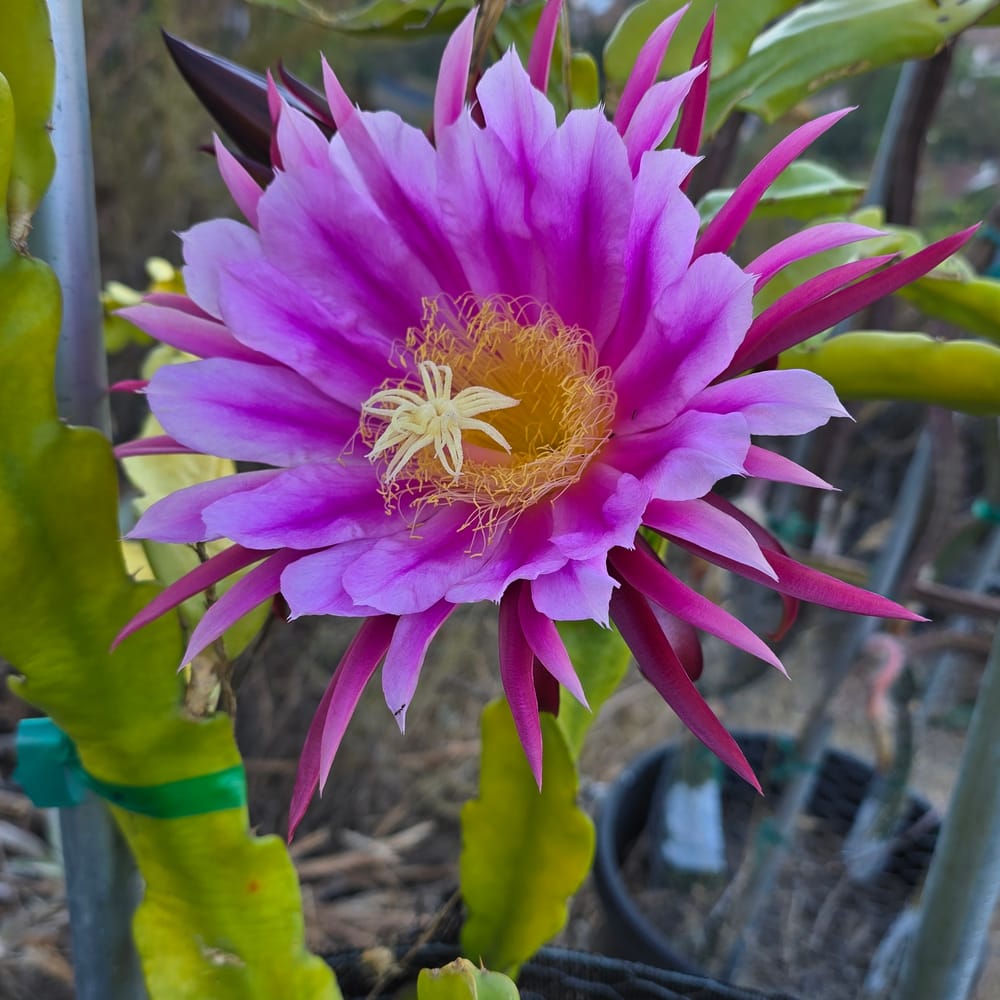 Jade Red Dragon Fruit: A Grower's Guide
