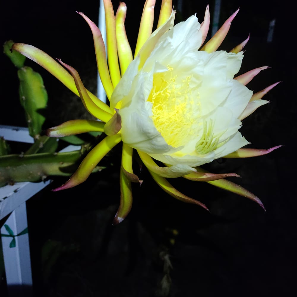 Neon Dragon Fruit: The True 8-S Hybrid Guide