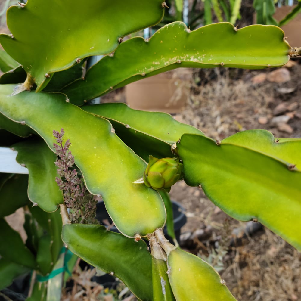 Physical Graffiti Dragon Fruit: The Top-Producing Purple Variety Serious Growers Swear By