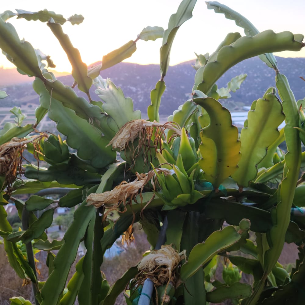 Purple Haze Dragon Fruit: One of the Largest, Sweetest Purple Varieties