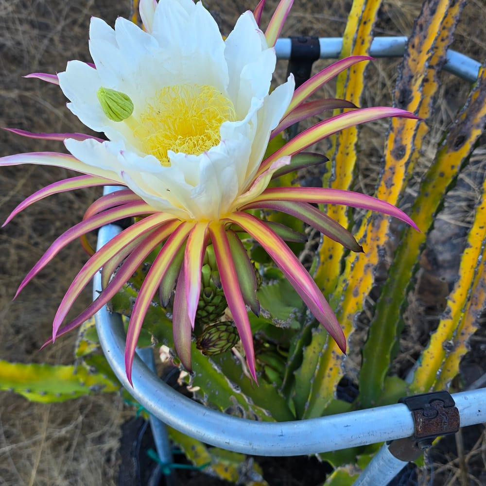 Rainbow Dragon Fruit: Guide to the Color Shift