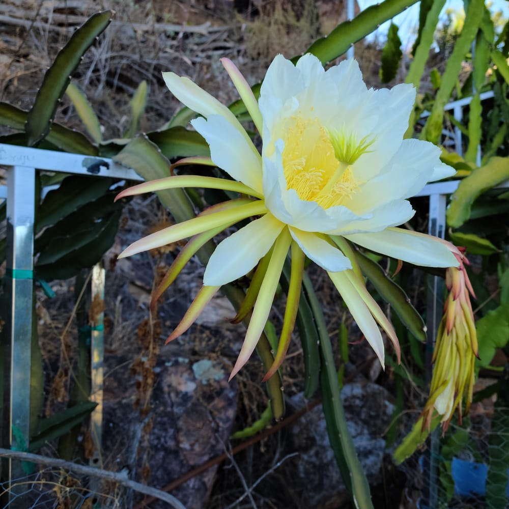 Sugar Dragon (S8): The #1 Dragon Fruit for Beginners