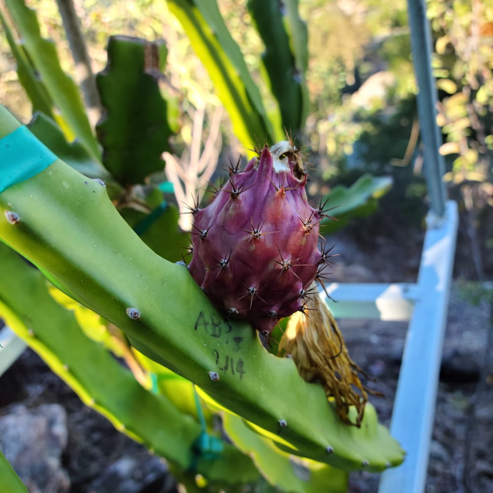 Thick King Dragon Fruit: A Grower's Guide