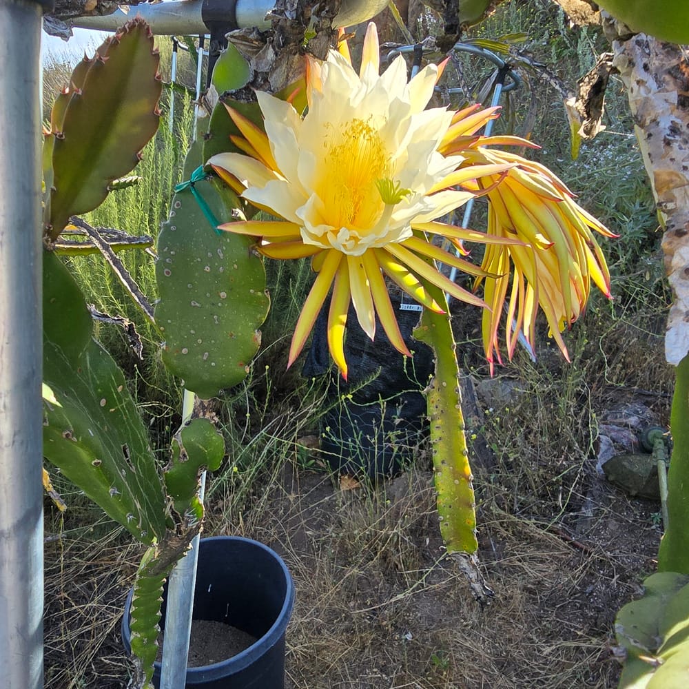 Venus Dragon Fruit: Sweet Red Flesh & Hardiness
