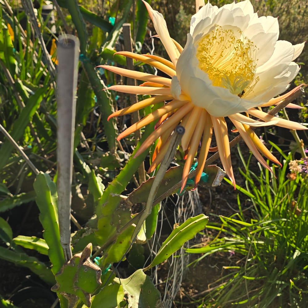 White Crystals Dragon Fruit: What to Expect