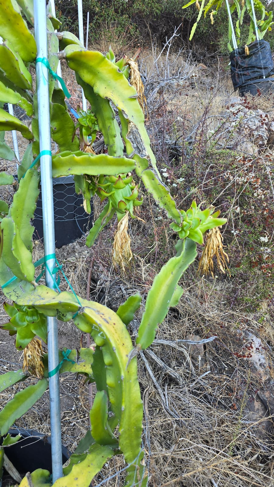Dragon fruit stems on the trellis at the Sky Botanicals farm