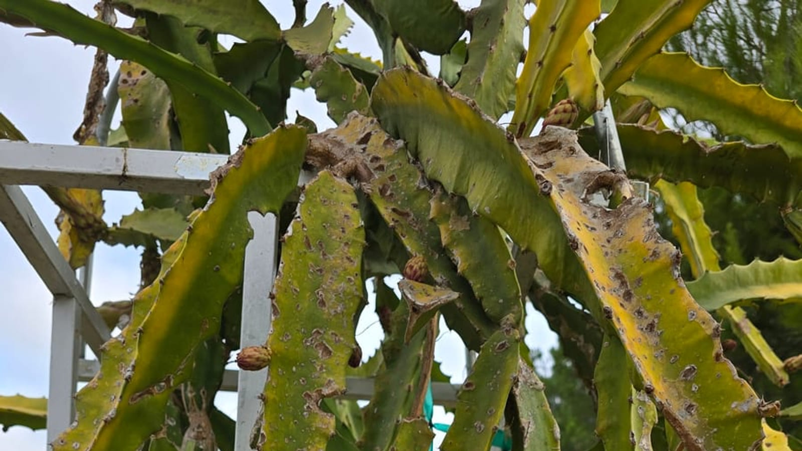 Best Tasting Dragon Fruit Varieties for Sweetness