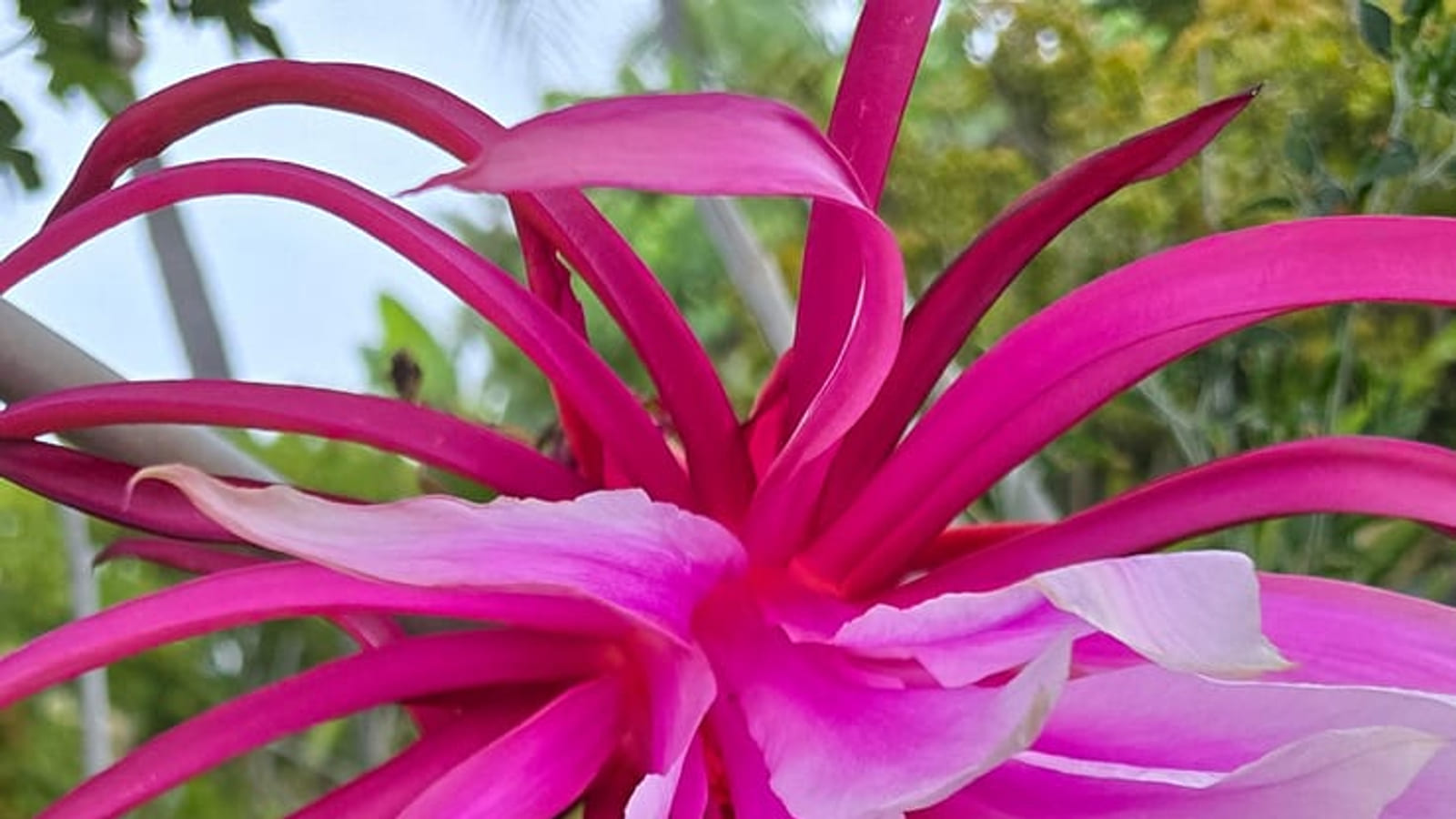 Bruni Dragon Fruit Flower: Bloom Guide