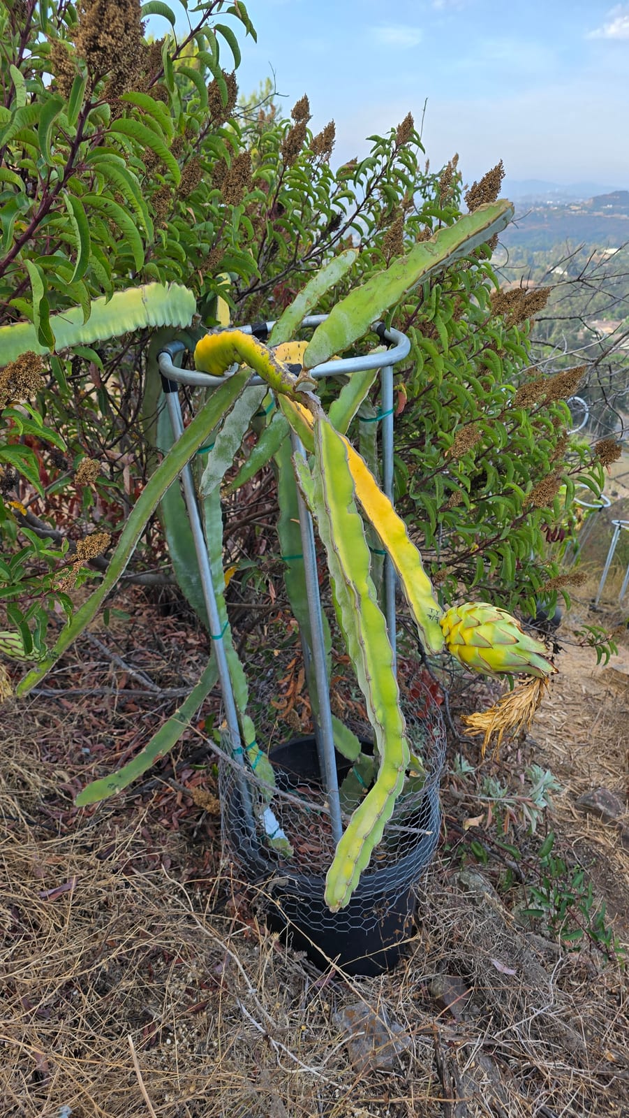 Dragon fruit stems on the trellis at the Sky Botanicals farm
