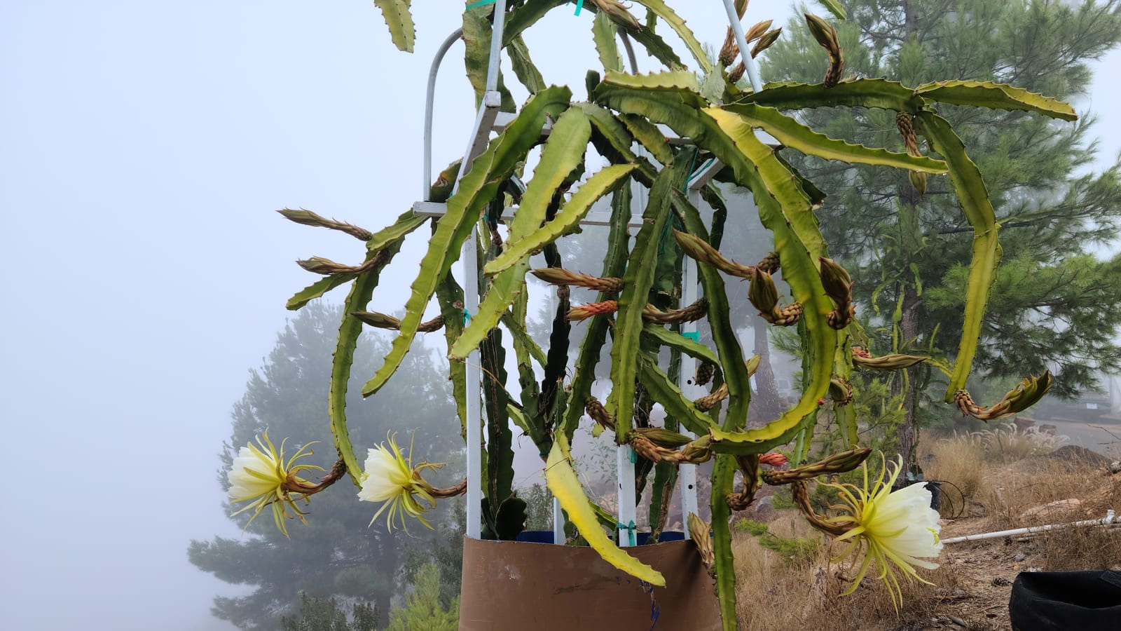 Connie Meyer Dragon Fruit: The Real Name & Taste