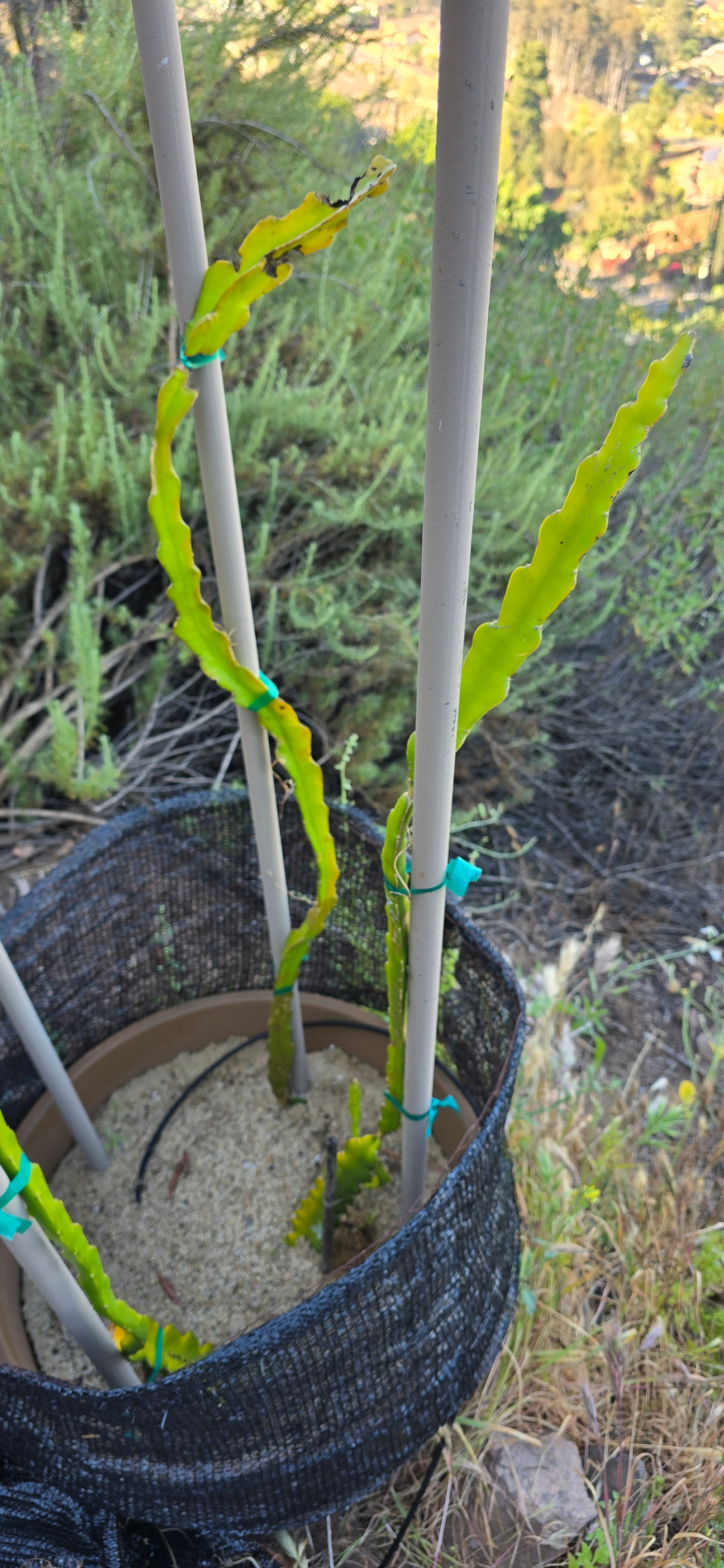 Dragon fruit stems on the trellis at the Sky Botanicals farm