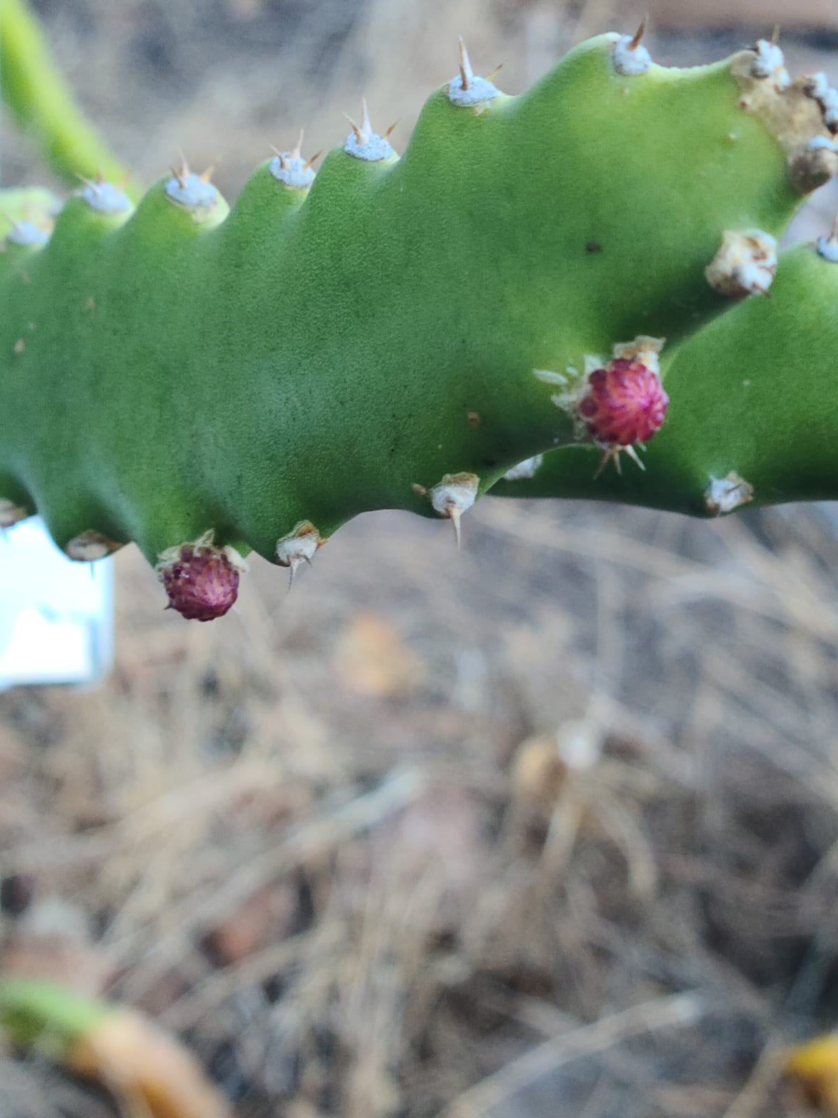 Cosmic Charlie Dragon Fruit: Flavor & Pollination Guide