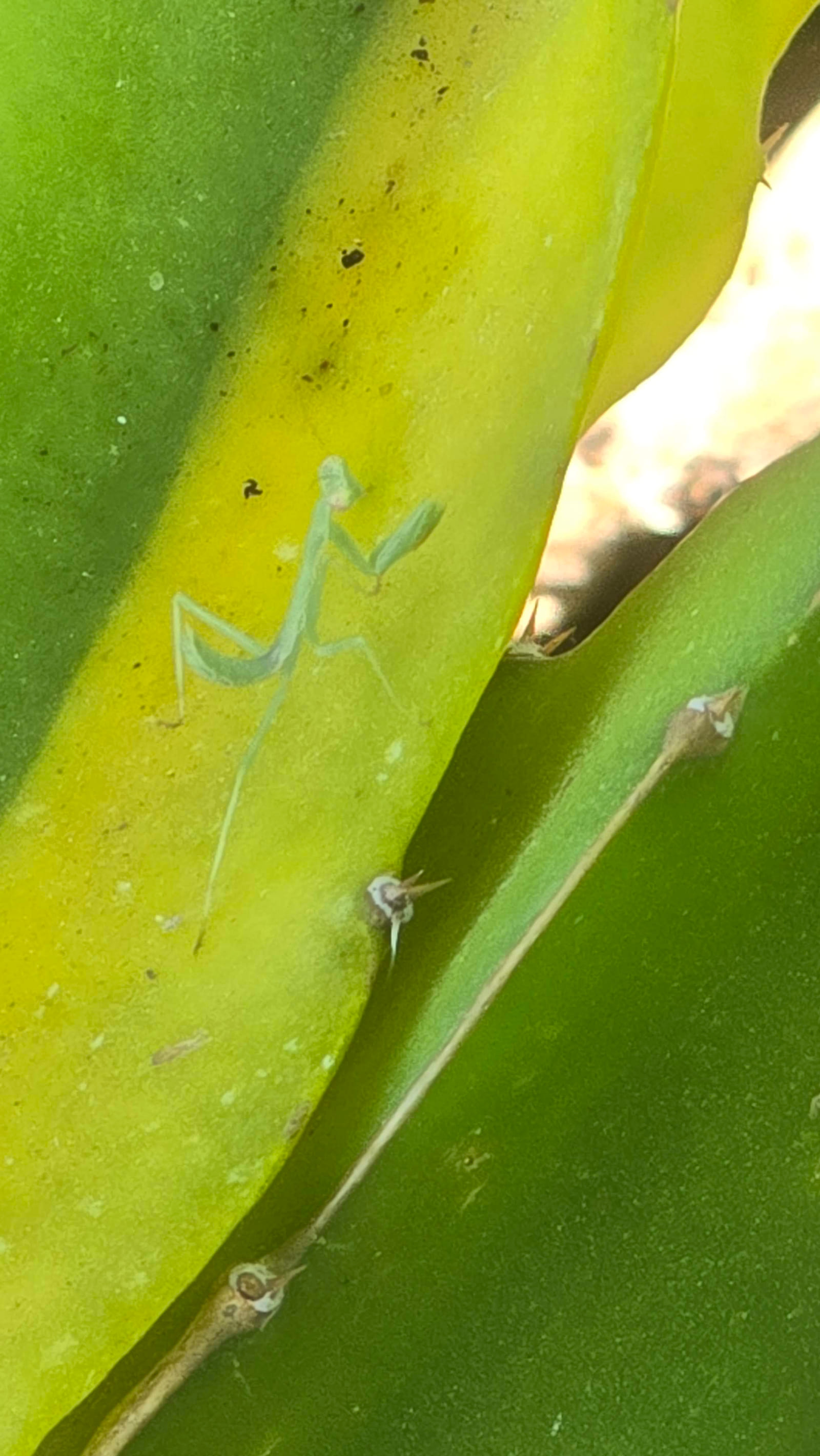 Dragon fruit stems on the trellis at the Sky Botanicals farm