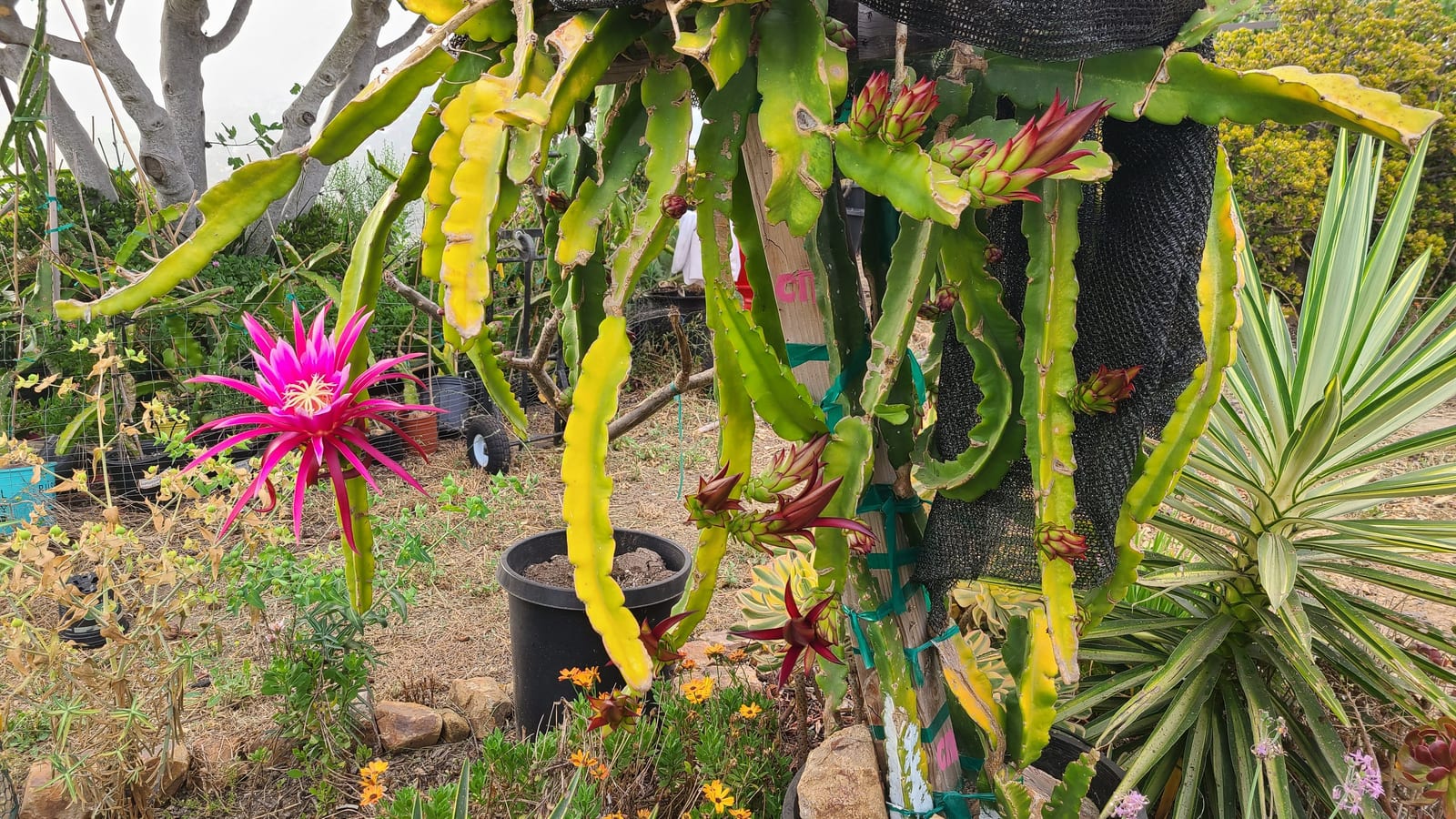 Dragon fruit growing at the Sky Botanicals farm