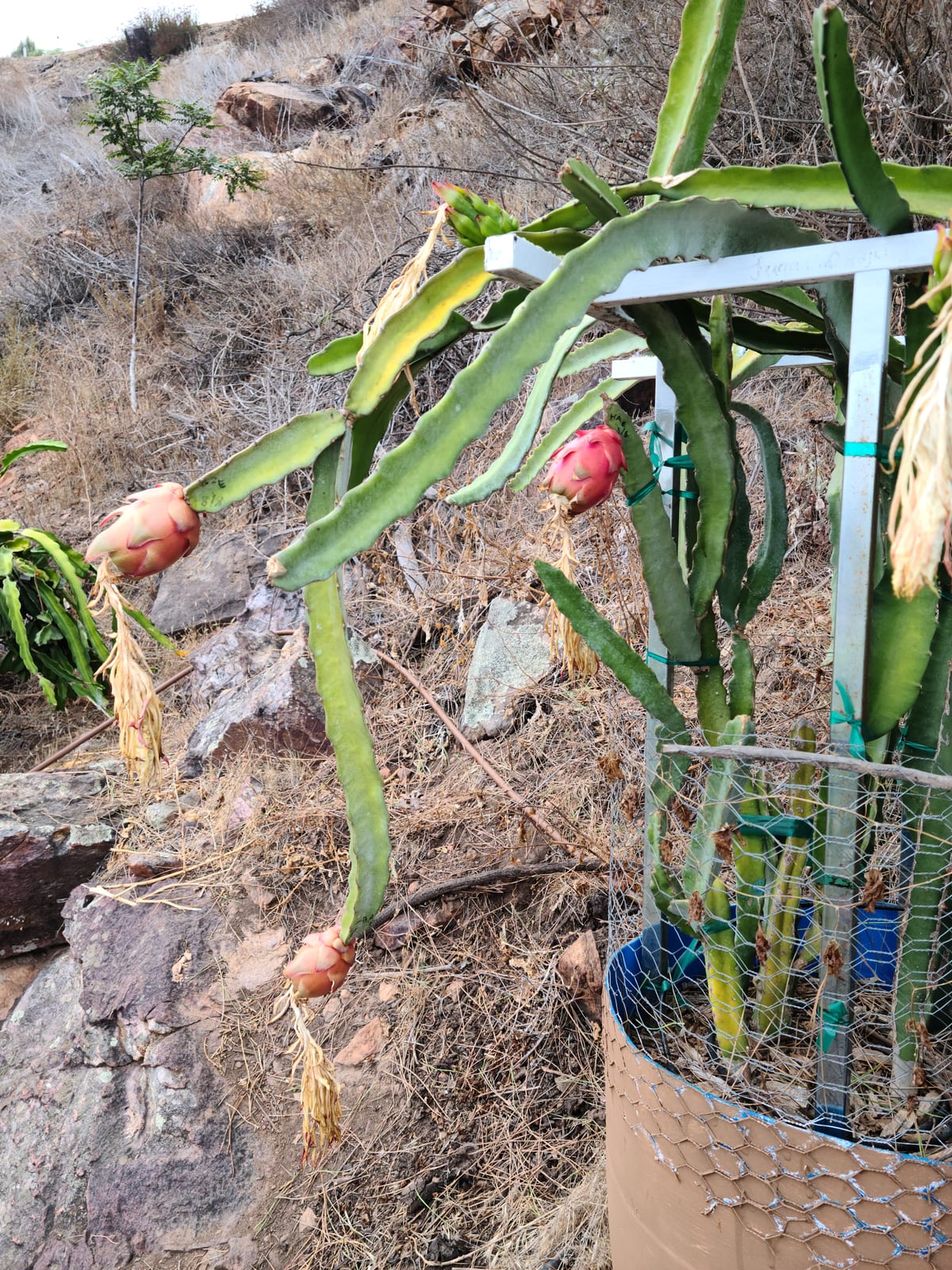 Dragon fruit growing at the Sky Botanicals farm