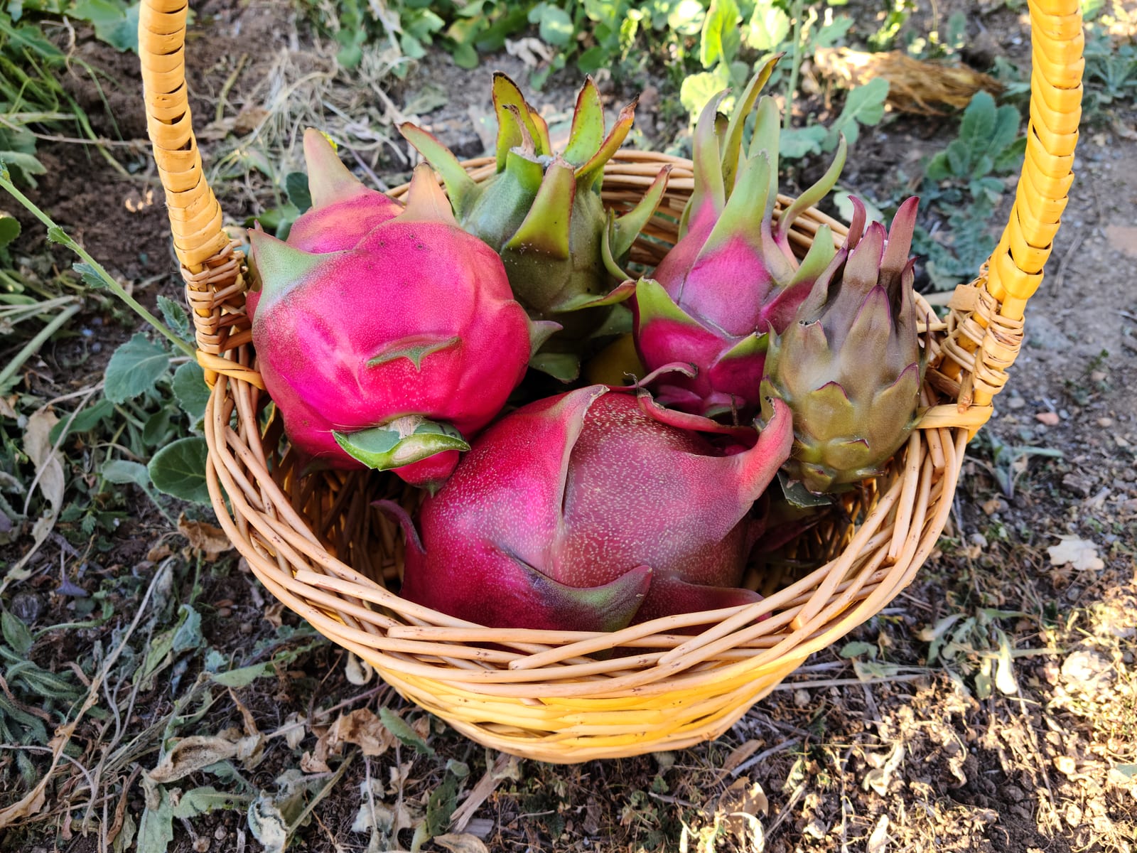 Dragon Fruit FAQ: 30 Most Common Questions Answered