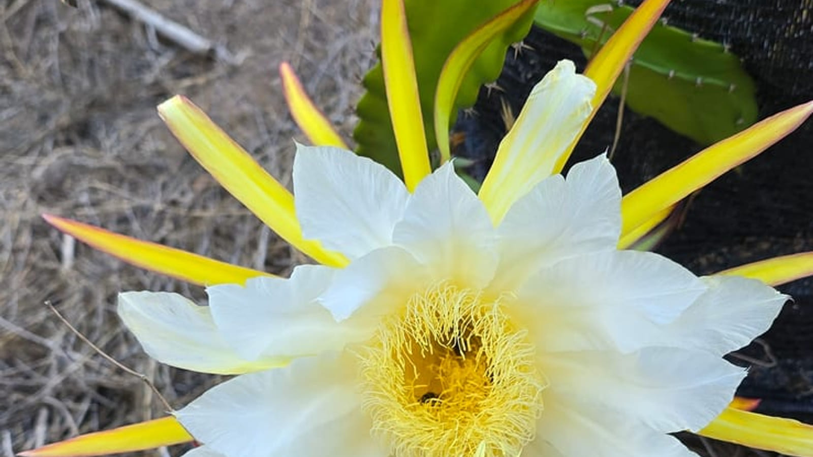 Natural Mystic Dragon Fruit: Flowering Guide