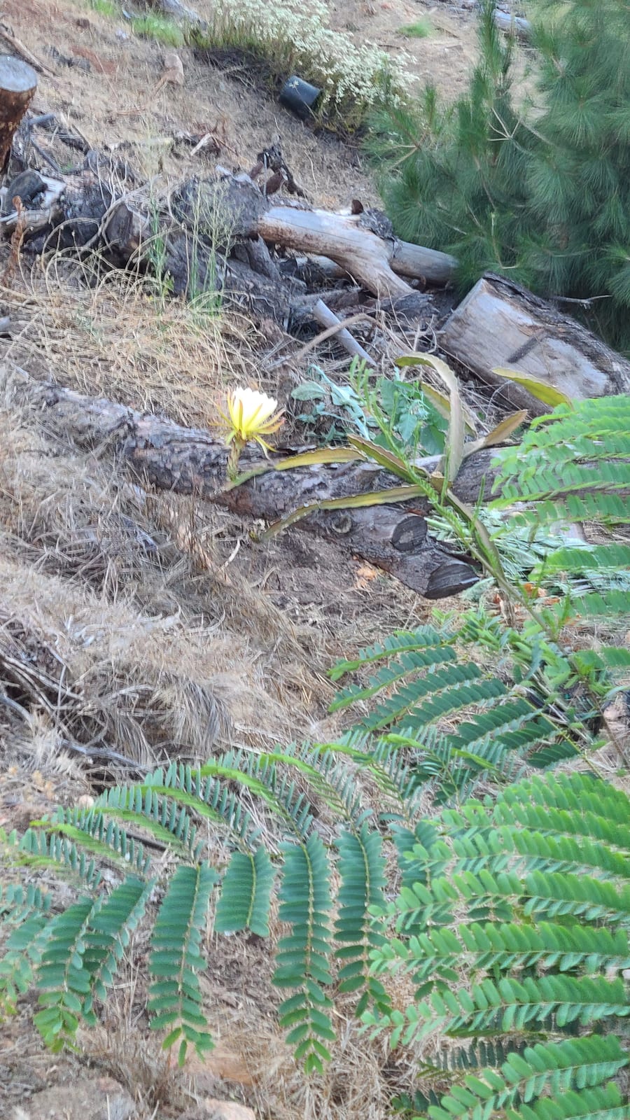 Dragon fruit growing at the Sky Botanicals farm
