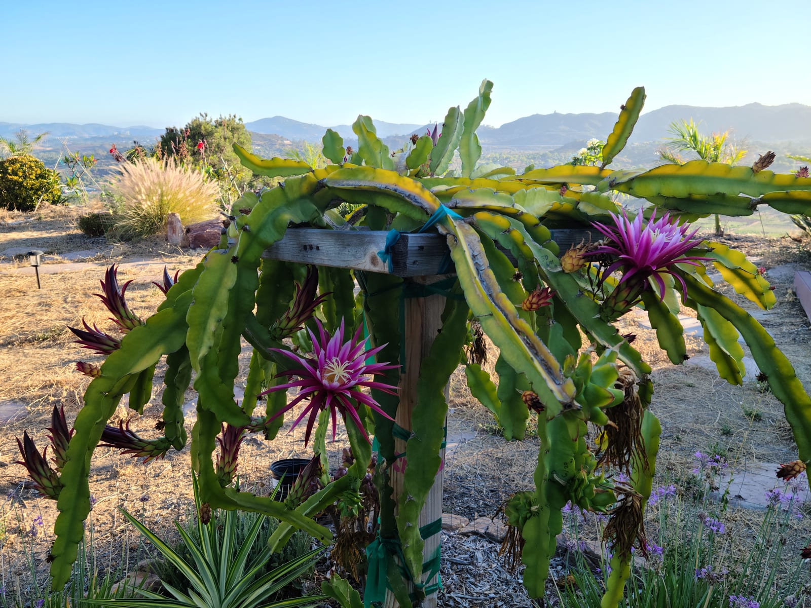 How to Grow Dragon Fruit in Southern California