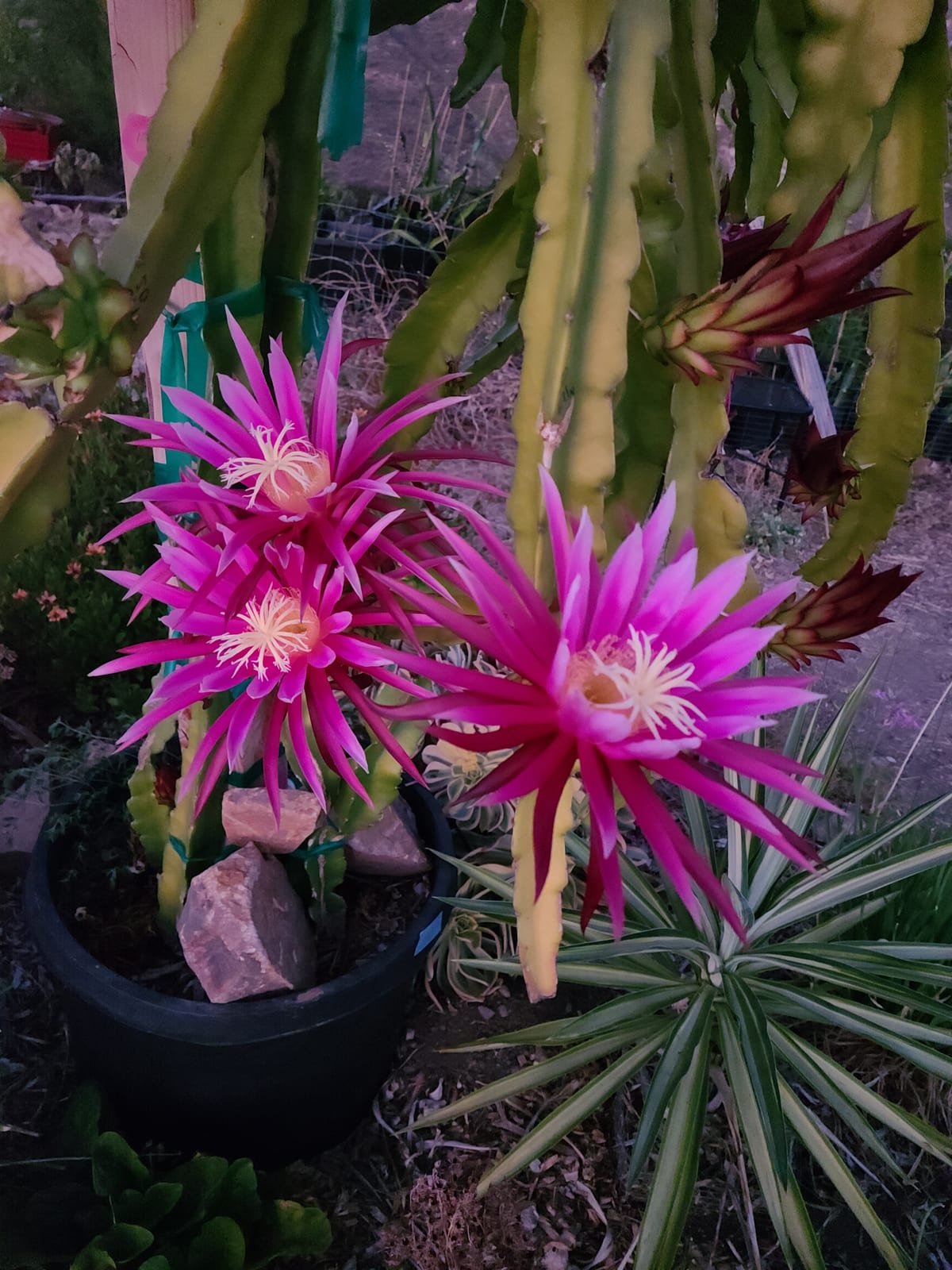 Dragon Fruit Stem Rot vs Root Rot: Spot the Difference