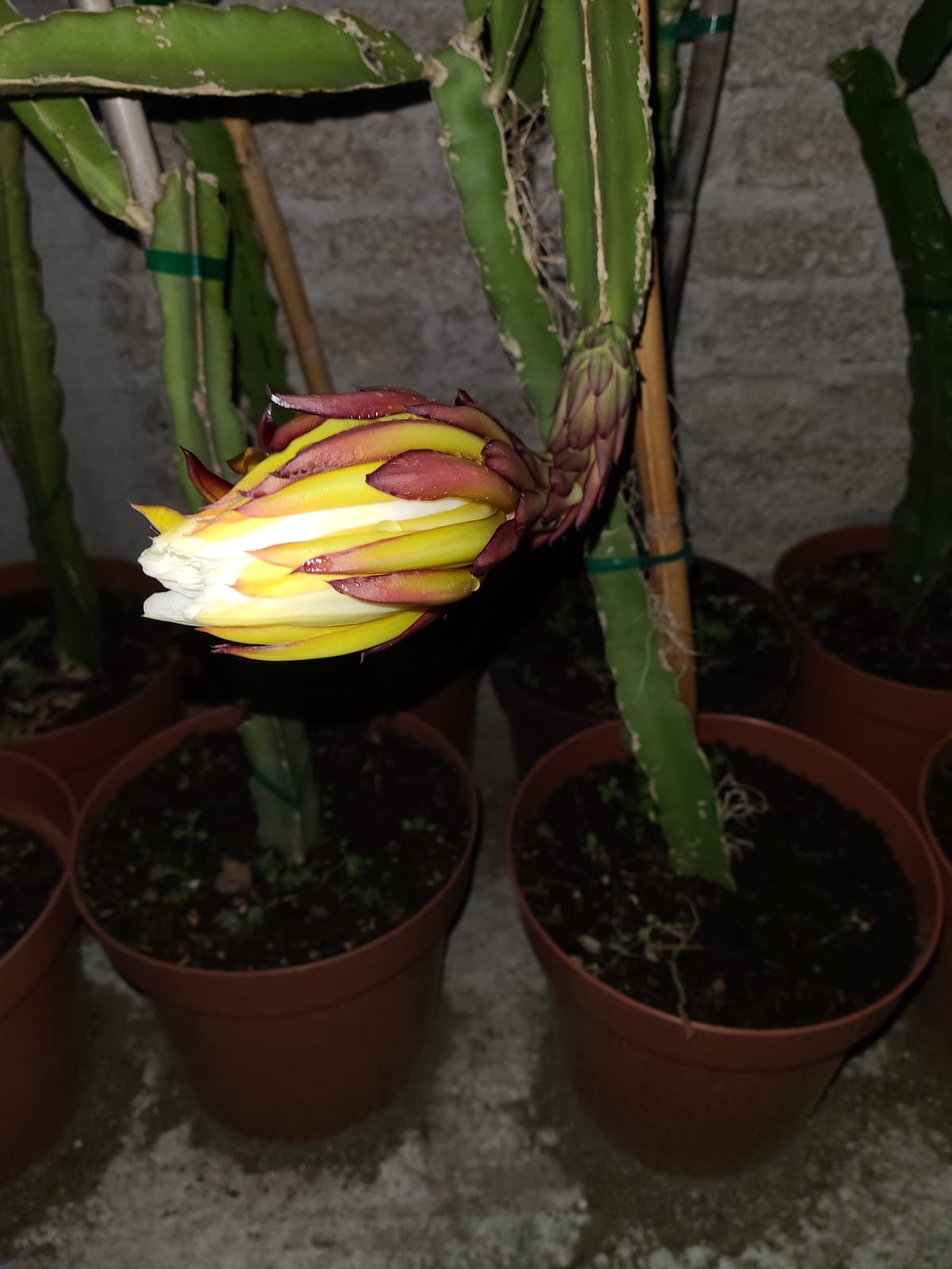 Dragon Fruit Varieties: Complete Guide to 50+ Cultivars