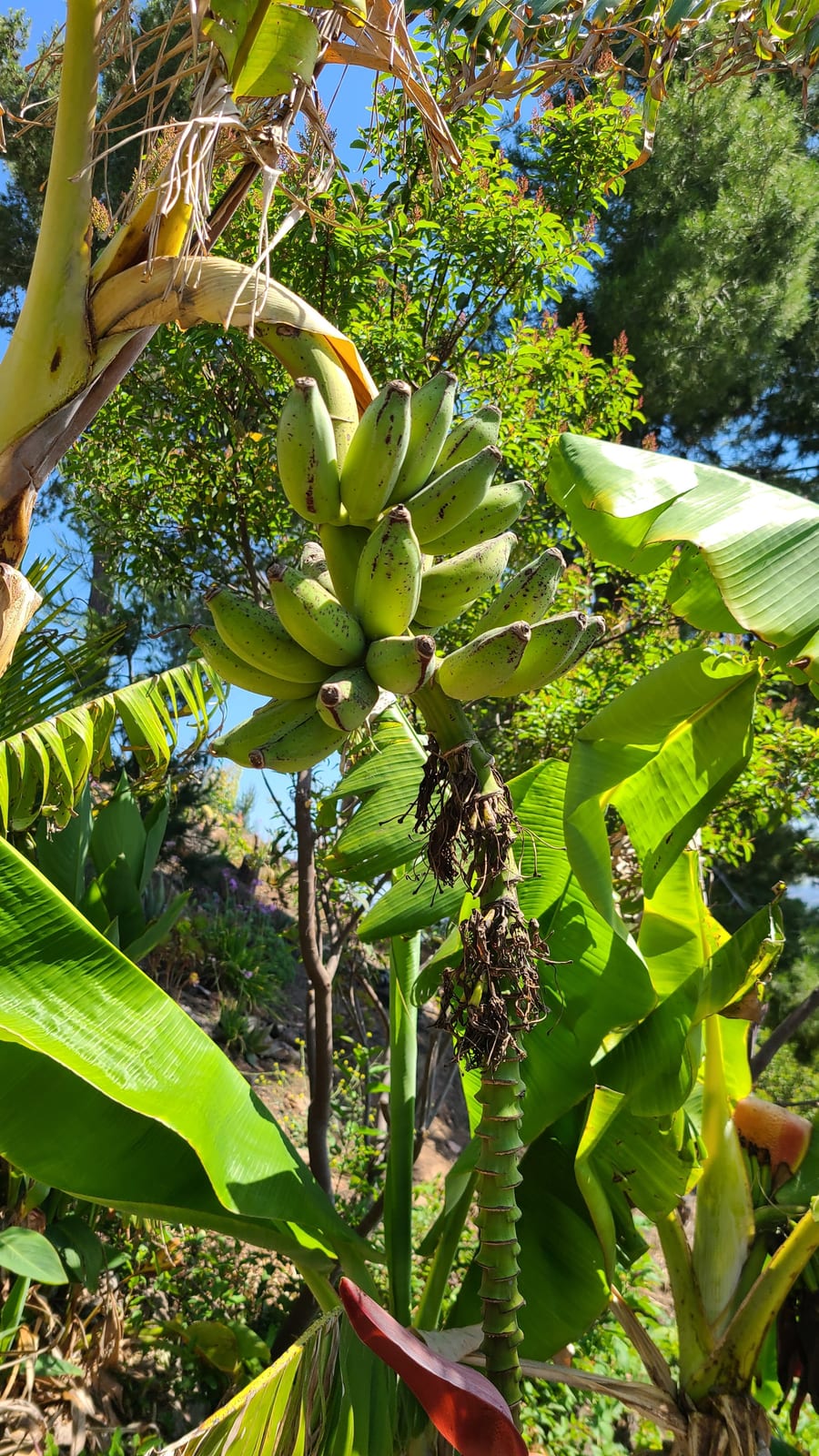 Dragon fruit growing at the Sky Botanicals farm