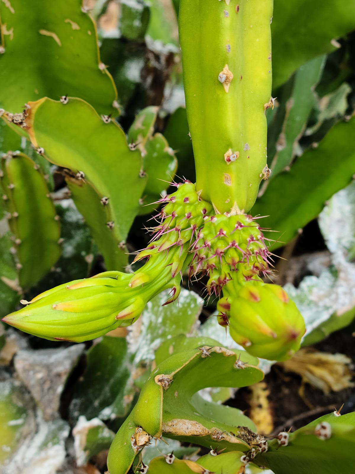 Dragon Fruit vs Pitaya vs Pitahaya Explained
