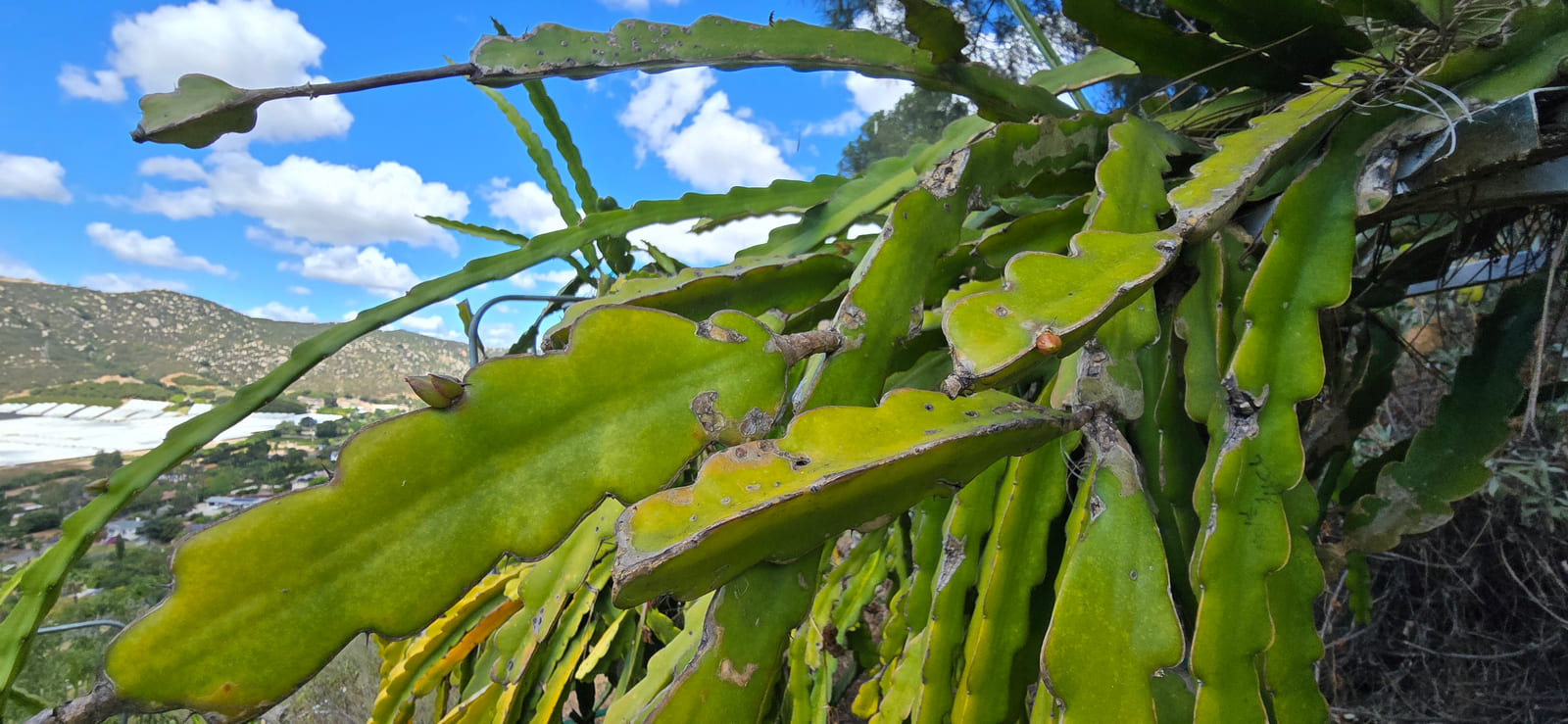 Dragon fruit stems on the trellis at the Sky Botanicals farm