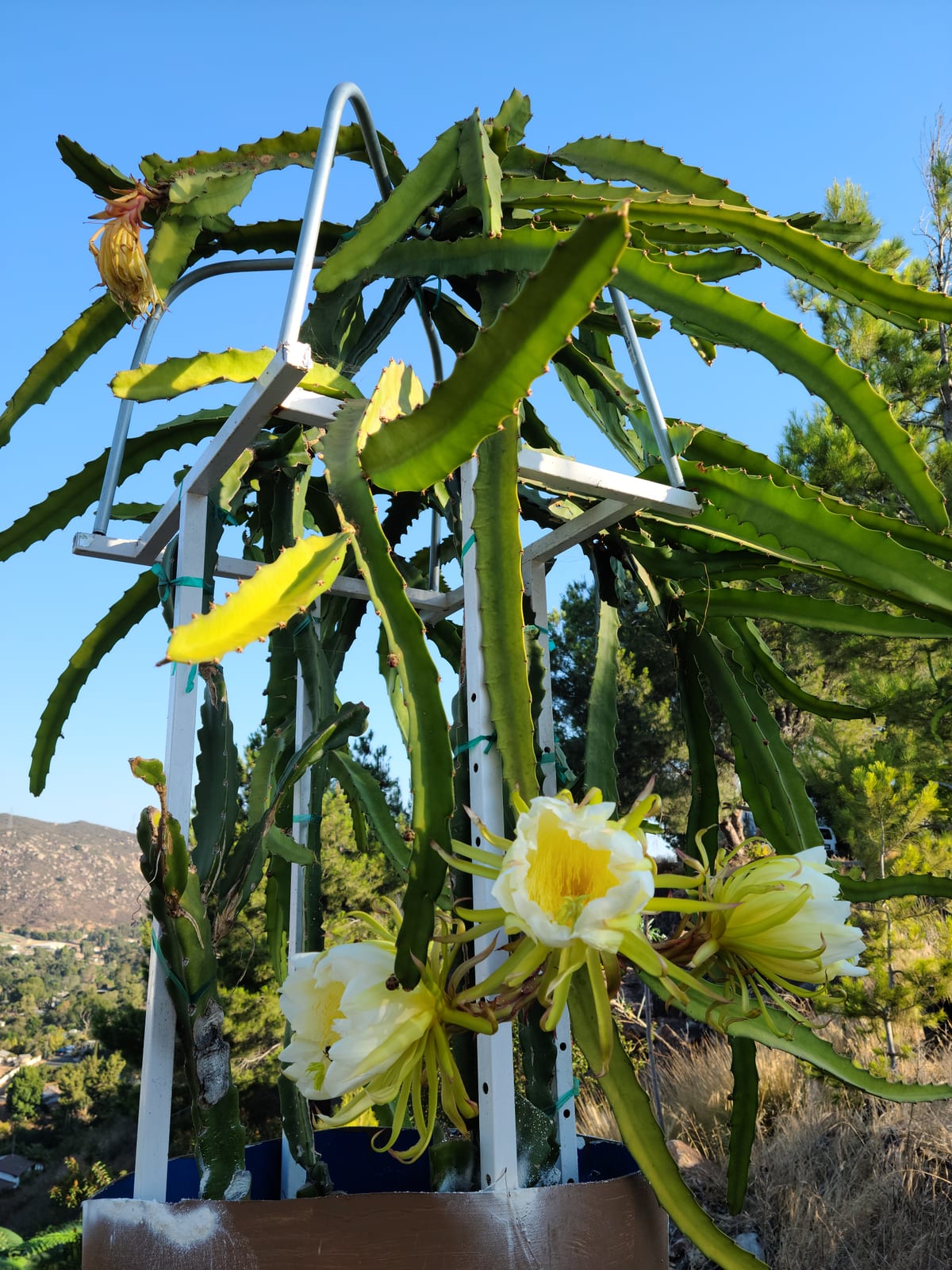 Dragon fruit growing at the Sky Botanicals farm