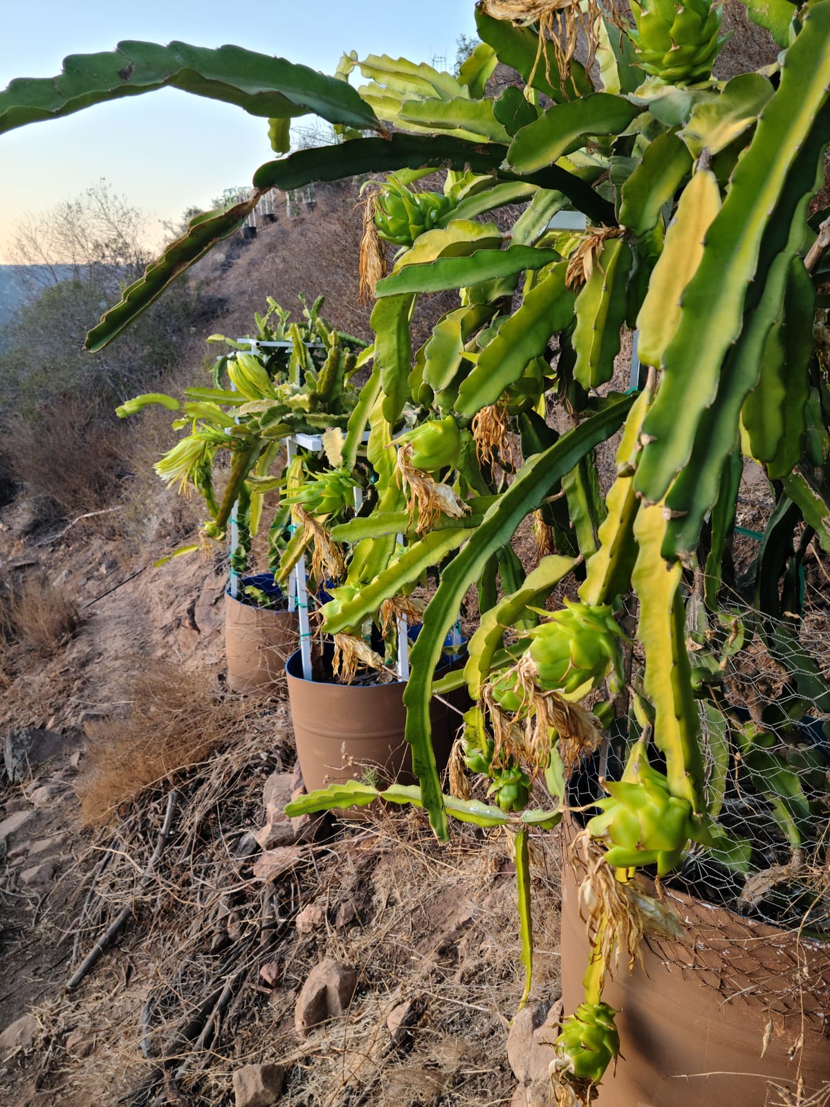 Dragon fruit stems on the trellis at the Sky Botanicals farm