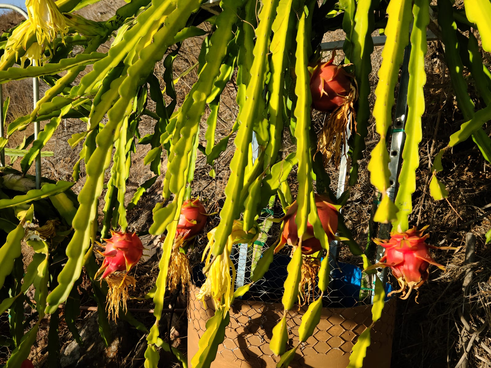 How Long to Fruit From a Cutting?