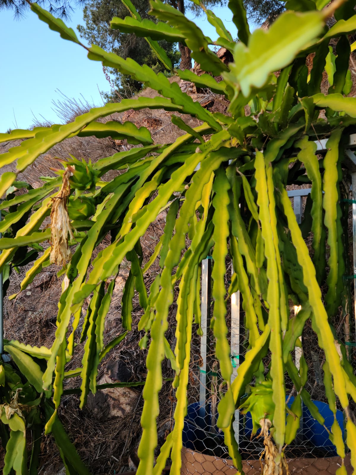 Dragon fruit stems on the trellis at the Sky Botanicals farm
