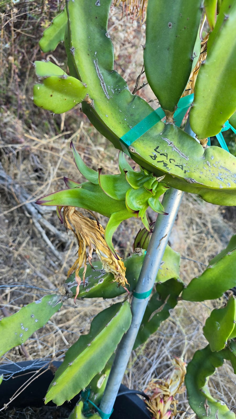 Makisupa Dragon Fruit: Deep Magenta Flesh & Sweet Flavor