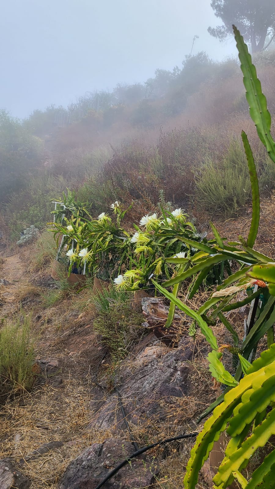 Natural Mystic Dragon Fruit: Self-Fertile & Sweet