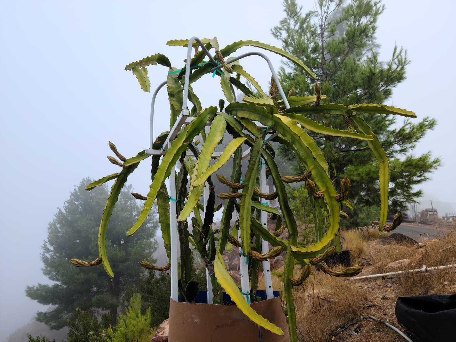 Dragon fruit stems on the trellis at the Sky Botanicals farm