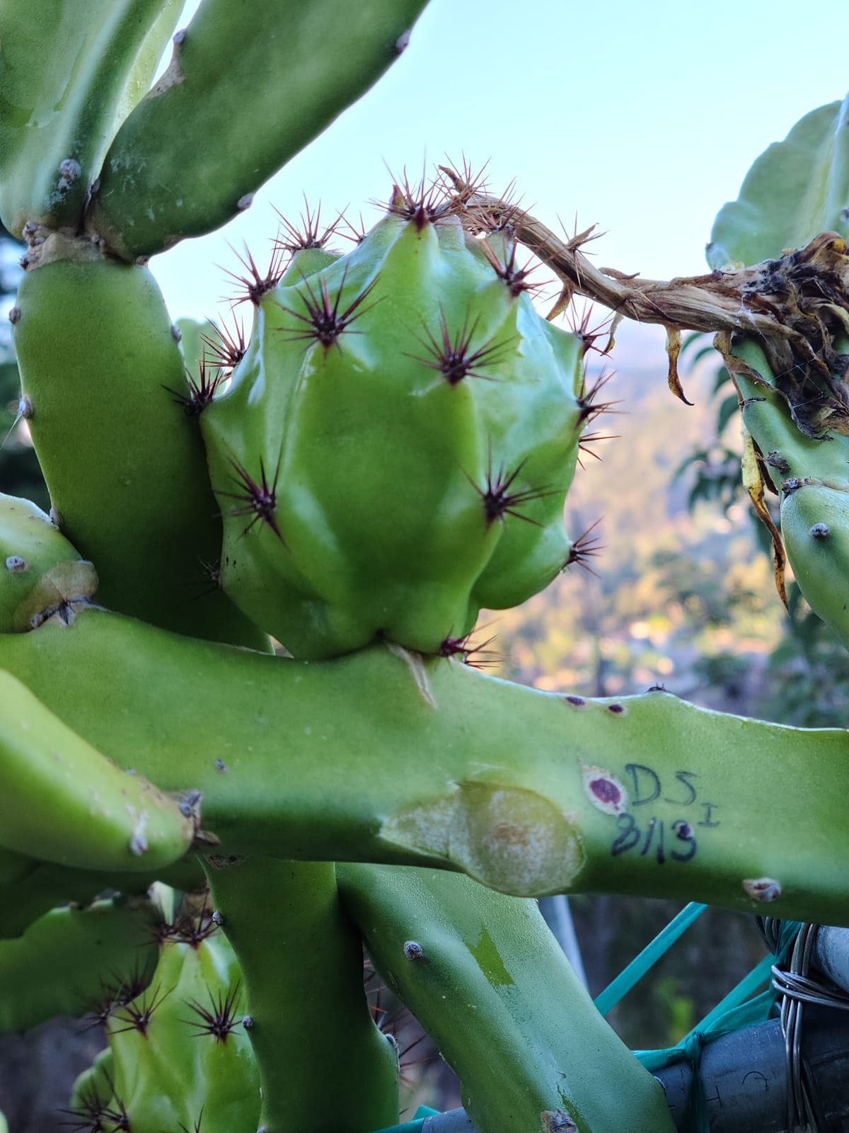 Dragon fruit stems on the trellis at the Sky Botanicals farm