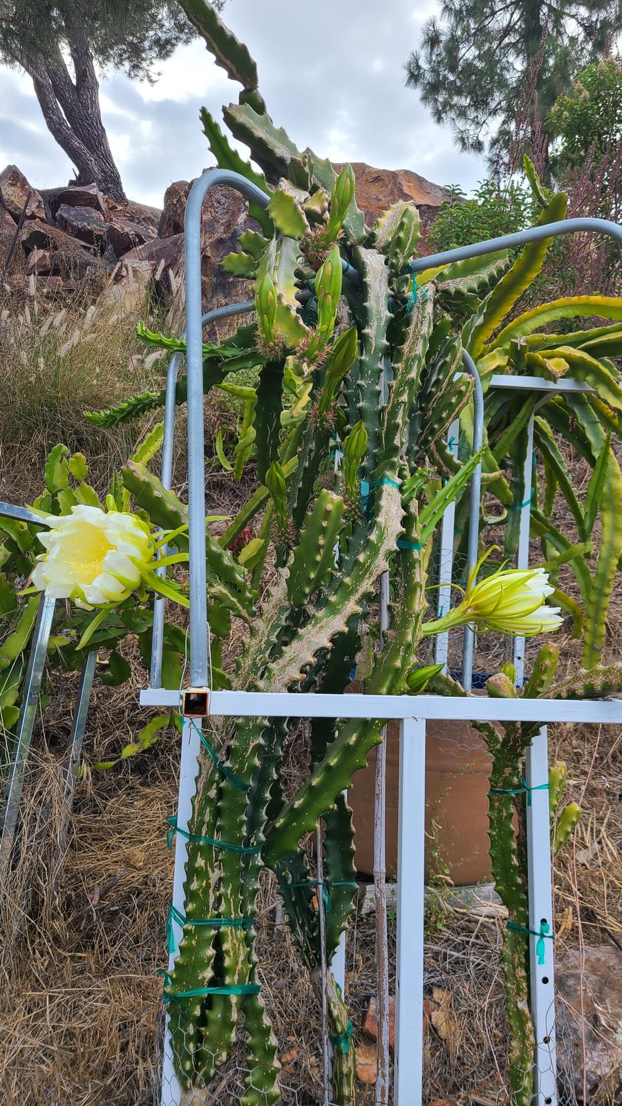 Nicaragua Red Dragon Fruit: Cultivar Guide & Robles Red
