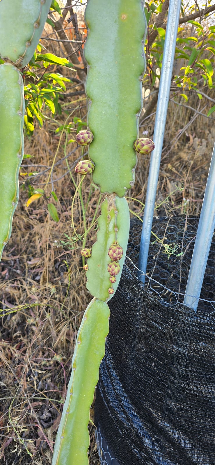 Dragon fruit stems on the trellis at the Sky Botanicals farm