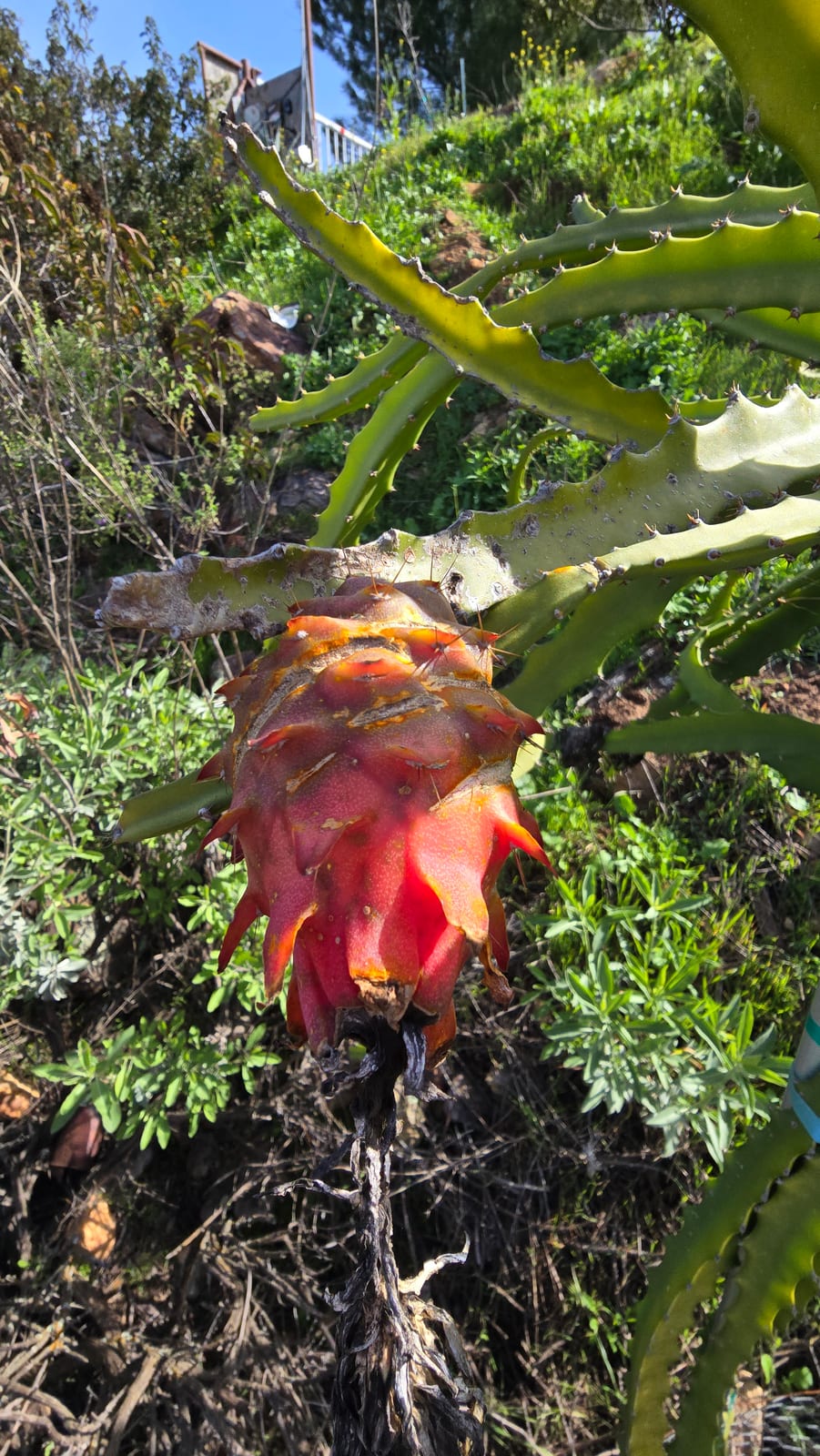 Orejona Dragon Fruit: Traits, Pollination, and Robles Red