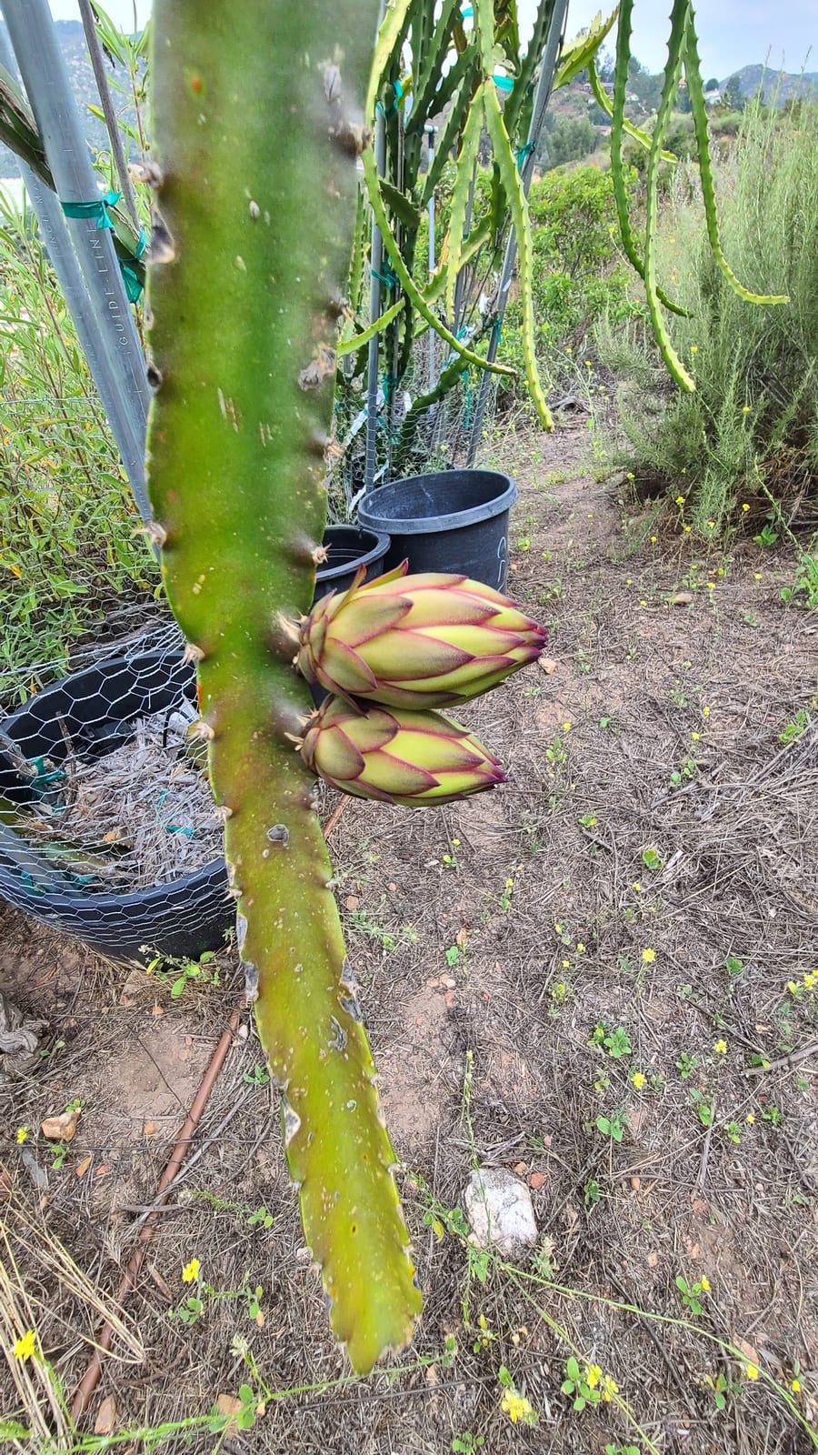 Dragon fruit growing at the Sky Botanicals farm