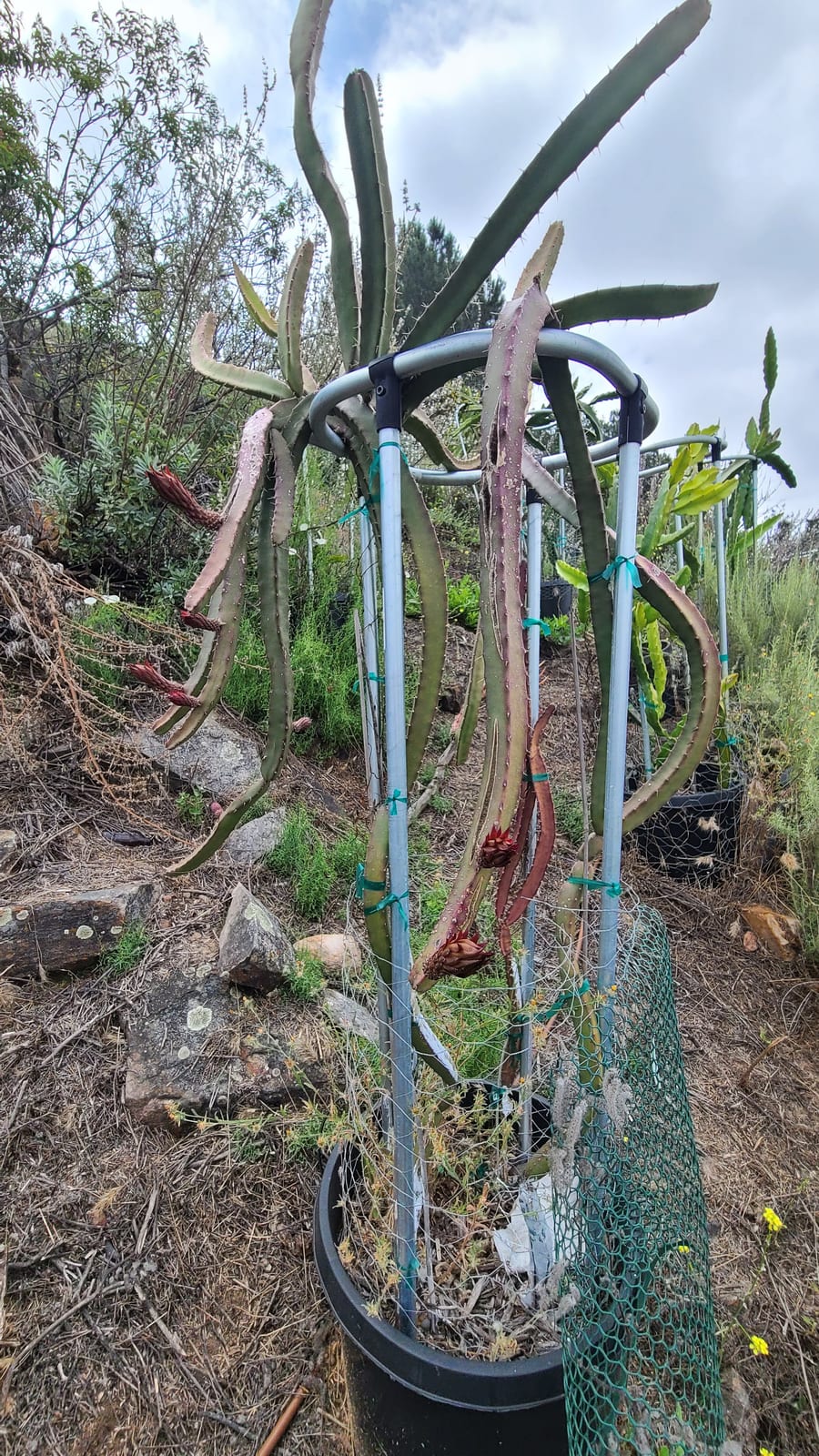 Dragon fruit stems on the trellis at the Sky Botanicals farm