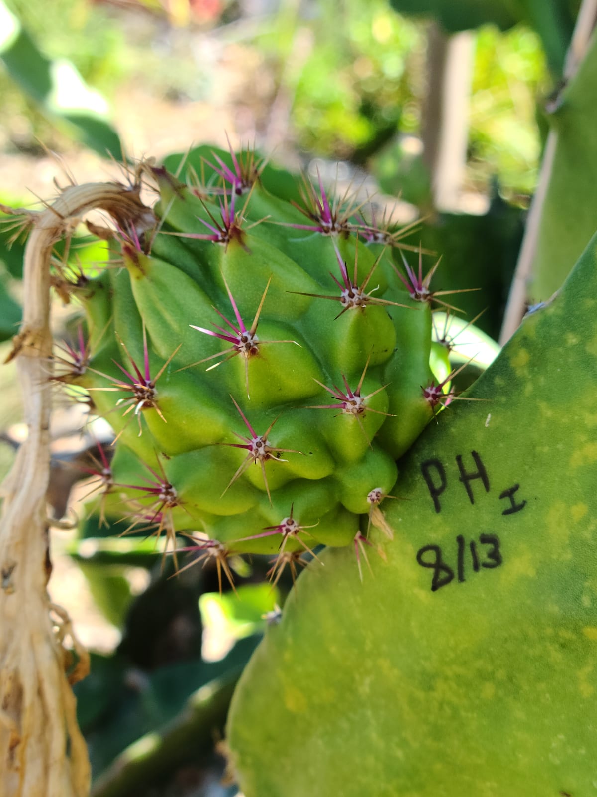 Dragon fruit stems on the trellis at the Sky Botanicals farm